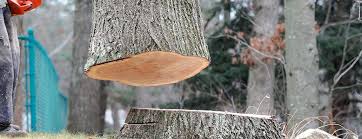 Best Tree and Shrub Care  in Piketon, OH